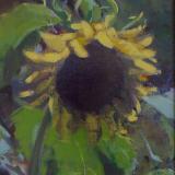 Sunflower 8x10" oil