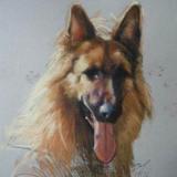 Ricky 16x20" pastel