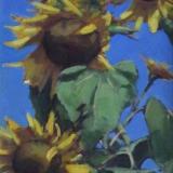 Sunflowers 18x36" oil sold