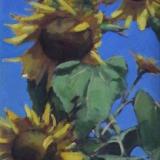 Sunflowers 18x36" oil sold