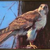 Red Hawk 12x16" sold