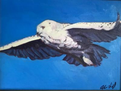 Snowy Owl in Flight 12x16" oil sold