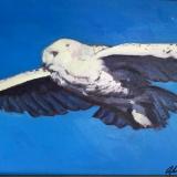 Snowy Owl in Flight 12x16" oil sold