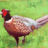 Don's Pheasant 8x10" oil